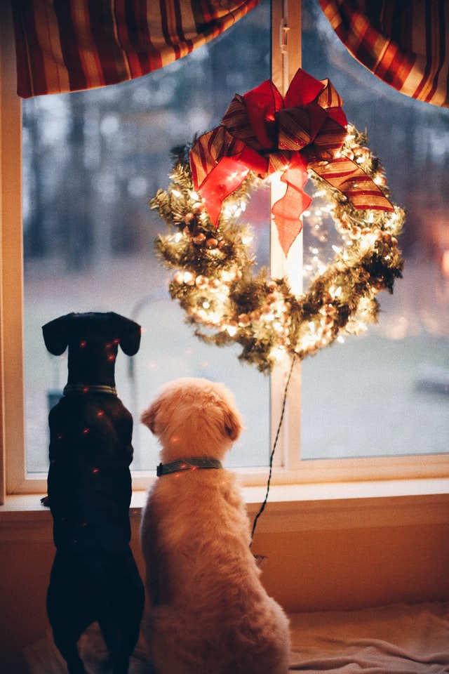 クリスマスの屋内の画像